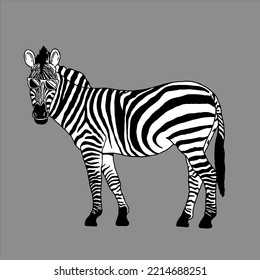 Zebra with sunglasses vector illustration design
