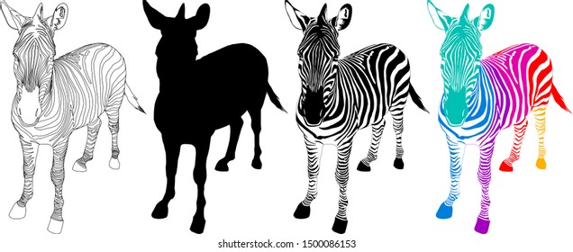 Zebra symbol icon of 3 style. Color, black and white and outline. Wild animal texture. Vector illustration isolated on white background.