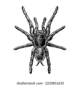 Zebra Tarantula hand drawing vector isolated on white background.