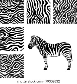 Zebra, texture of zebra