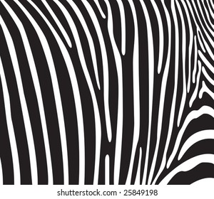 Zebra texture Black and White. Vector illustration.