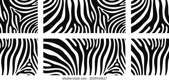 Zebra texture logo. Isolated zebra texture on white background