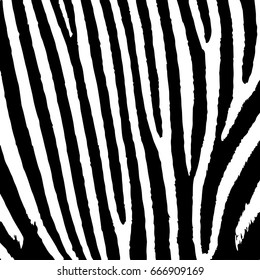 zebra texture skin Grunge overlay texture Abstract vector template