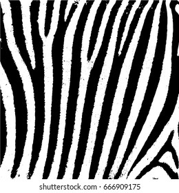zebra texture skin Grunge overlay texture Abstract vector template