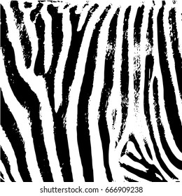 zebra texture skin Grunge overlay texture Abstract vector template