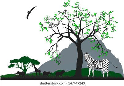 Zebra under the tree in Africa