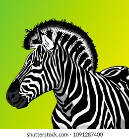 Zebra in Vector