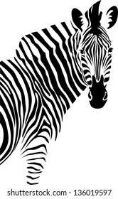 Zebra. Vector.