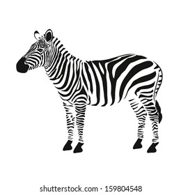 Zebra vector