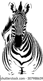 Zebra vector