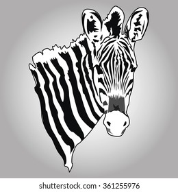 Zebra vector