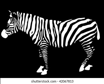 zebra vector