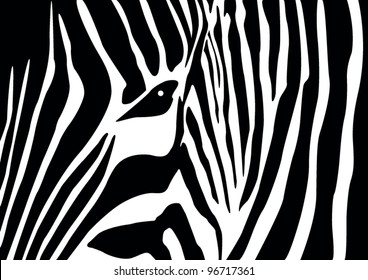 Zebra Vector