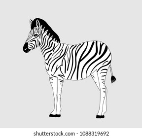 zebra vector, black and white