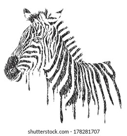 Zebra - vector black and white illustration, sketch