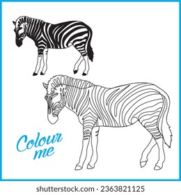 Zebra Vector Colouring book for kids