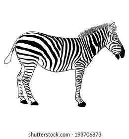 Zebra, vector format