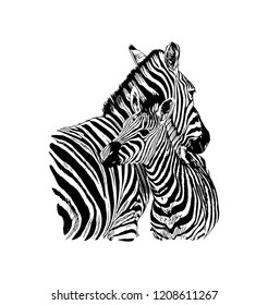 Zebra vector graphic illustration on white background