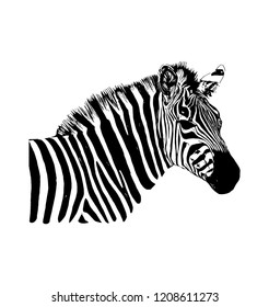 Zebra vector graphic illustration on white background