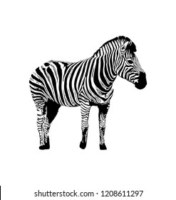 Zebra vector graphic illustration on white background