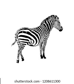 Zebra vector graphic illustration on white background
