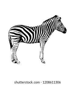 Zebra vector graphic illustration on white background