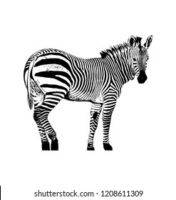 Zebra vector graphic illustration on white background