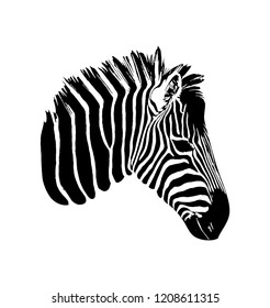 Zebra vector graphic illustration on white background