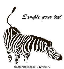 zebra vector illustration