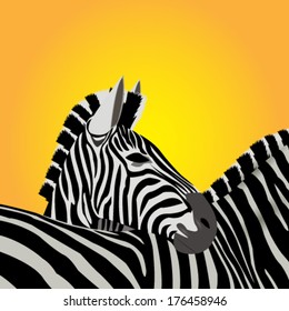 Zebra - Vector illustration