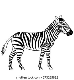 Zebra. Vector Illustration
