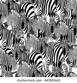 Zebra - vector illustration