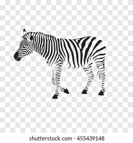 Zebra vector Illustration.