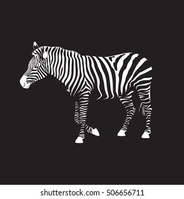Zebra vector Illustration.