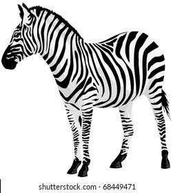 Zebra. Vector illustration.