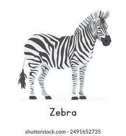 Zebra vector illustration, cartoon clipart character, animal in flat style. Wild animals, wild creatures, wildlife concept. Striped horse zebra vector design isolated on white background