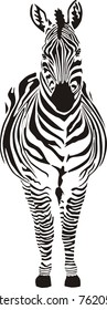 Zebra - vector illustration front view, black and zero