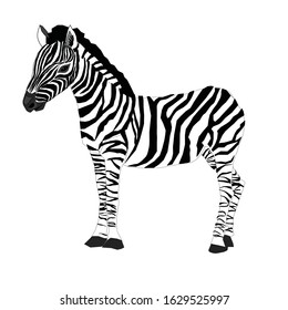 Zebra. Vector illustration of zebra. Isolated hand drawn animal