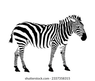 Zebra vector illustration isolated on white background. Zoo attraction, animal from Africa.