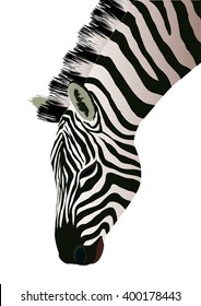 Zebra. Vector illustration. Isolated on white