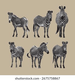 Zebra, vetor de zebra, ilustração de zebra, desenho de linha em fundo bege.