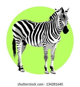 Zebra. Vector illustration. No gradients.