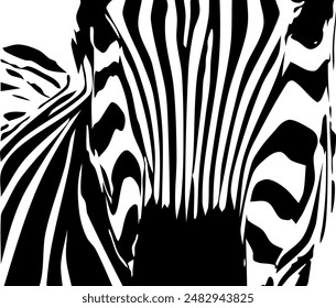 ZEBRA vector illustration on white background for tatoo, typography, t hirt, wall art, poster. Vector sketch.