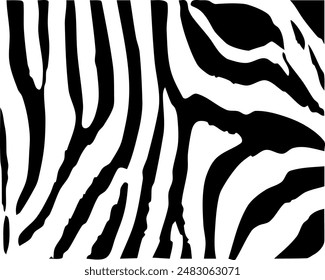 ZEBRA vector illustration on white background for tatoo, typography, t hirt, wall art, poster. Vector sketch.