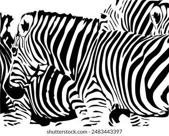 ZEBRA Vektorillustration auf weißem Hintergrund für Tätowierung, Typografie, Hemd, Wandkunst, Poster. Vektorgrafik Skizze.