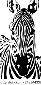 ZEBRA vector illustration on white background for tatoo, typography, t hirt, wall art, poster. Vector sketch.