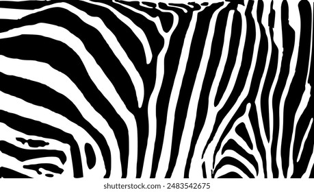 ZEBRA vector illustration on white background for tatoo, typography, t hirt, wall art, poster. Vector sketch.