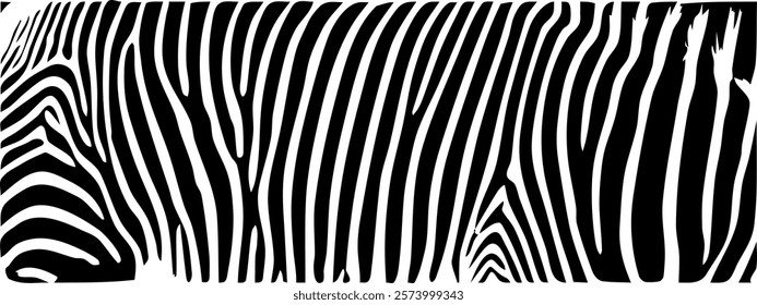 ZEBRA vector illustration on white background for tatoo, typography, t hirt, wall art, poster. Vector sketch.