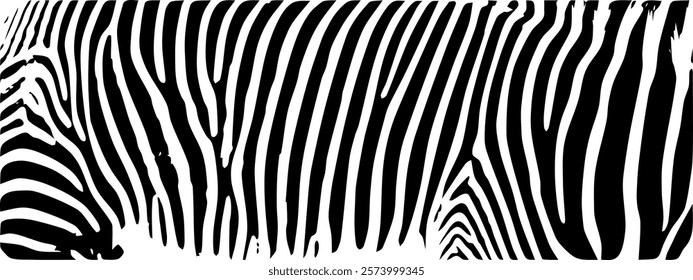 ZEBRA vector illustration on white background for tatoo, typography, t hirt, wall art, poster. Vector sketch.