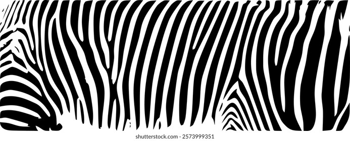 ZEBRA vector illustration on white background for tatoo, typography, t hirt, wall art, poster. Vector sketch.